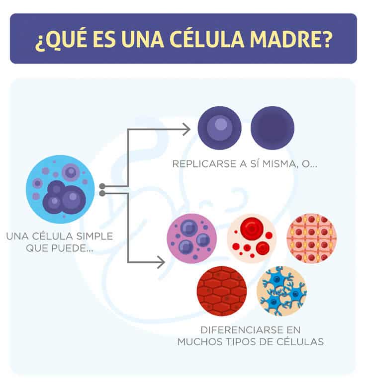 que son las células madre